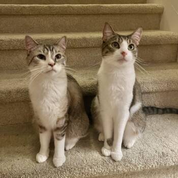 Rescue Domestic Short Hair Cats for Adoption in Villa Park, California - Loki & Leo (Bonded Brothers) | PetCurious
