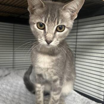 Hilda -  Domestic Short Hair Cat for Adoption in Dallas, Texas - Hilda | PetCurious