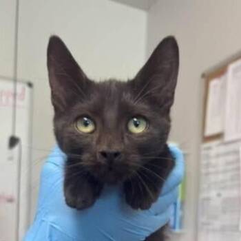 Crow -  Domestic Short Hair Cat for Adoption in Bolivar, Missouri - Crow | PetCurious