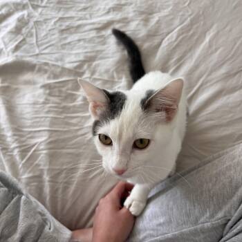 Pearl -  Domestic Short Hair Cat for Adoption in Burnaby, British Columbia - Pearl | PetCurious