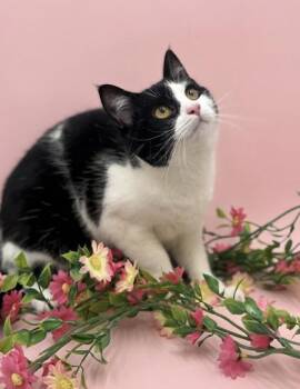 Domestic Short Hair Cats Available for Adoption - Bitty | PetCurious