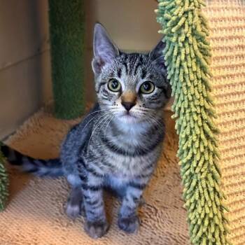 Vernon -  Domestic Short Hair Cat for Adoption in Walnut Creek, California - Vernon | PetCurious