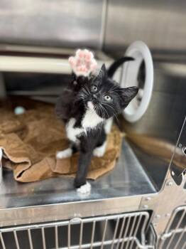 Domestic Short Hair Cats Available for Adoption in Detroit, Michigan - Huey | PetCurious