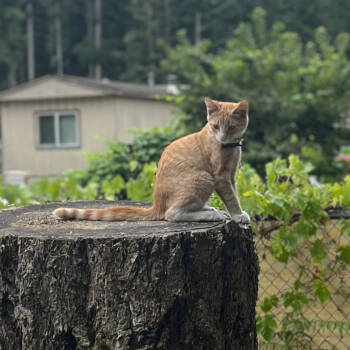Rescue Domestic Short Hair Cats for Adoption in Maple Falls, Washington - Pretzel | PetCurious