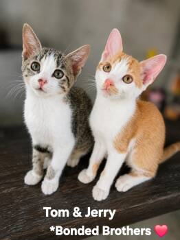 Jerry -  Domestic Short Hair Cat for Adoption in Longwood, Florida - Jerry | PetCurious