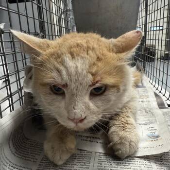 Domestic Medium Hair Cats Available for Adoption in Tuscaloosa, Alabama - TUSC-Wildlife-84402 | PetCurious