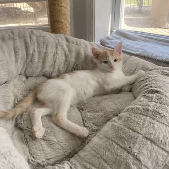 Rescue Domestic Short Hair Cats for Adoption in Chicago, Illinois - Orange Slice (bonded With Beetle) | PetCurious