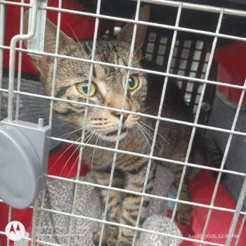 Tom -  Domestic Short Hair Cat for Adoption in Greensboro, North Carolina - Tom | PetCurious