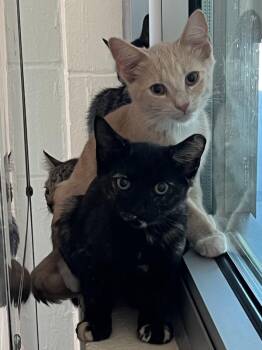 Weareabouts -  Domestic Short Hair Cat for Adoption in Stratham, New Hampshire - Weareabouts | PetCurious
