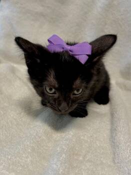 Domestic Short Hair Cats Available for Adoption in Margate, Florida - Tayberry | PetCurious