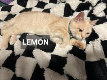 Lemon -  Domestic Short Hair Cat Available for Adoption in Windom, Minnesota - Lemon | PetCurious