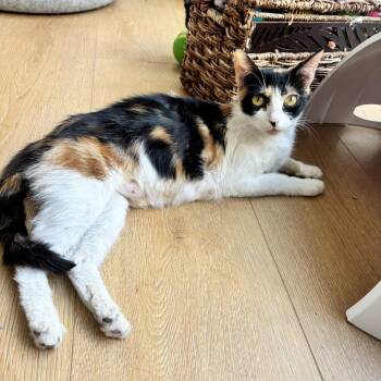 Big Gulp -  Domestic Short Hair Cat for Adoption in Long Beach, California - Big Gulp | PetCurious