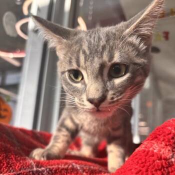 Spirit -  Domestic Short Hair Cat for Adoption in Phoenix, Arizona - Spirit | PetCurious