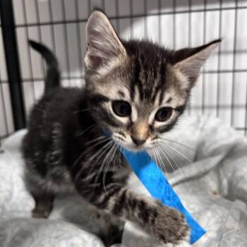 Amber -  Domestic Short Hair Cat for Adoption in Fredericksburg, Virginia - Amber | PetCurious