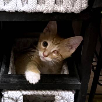 Onion Ring 16 -  Domestic Short Hair Cat for Adoption in Austin, Texas - Onion Ring 16 | PetCurious