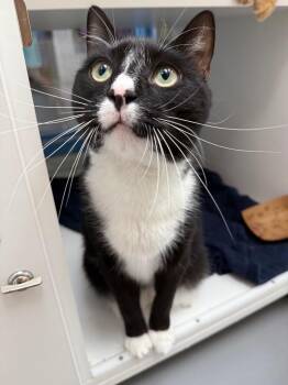 Moose -  Domestic Short Hair Cat for Adoption in Hartsville, South Carolina - Moose | PetCurious