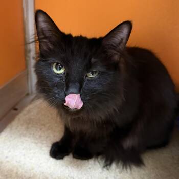 Domestic Long Hair Cats Available for Adoption - Riley | PetCurious