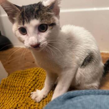 Susan -  Domestic Short Hair Cat for Adoption in Huntsville, Alabama - Susan | PetCurious