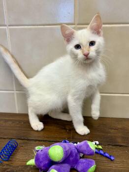Tabitha -  Siamese Cat for Adoption in Kerrville, Texas - Tabitha | PetCurious