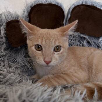 Bruce -  Domestic Short Hair Cat for Adoption in Riverwoods, Illinois - Bruce | PetCurious