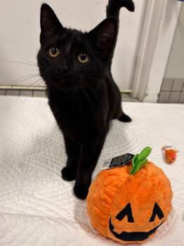 Subie -  Domestic Short Hair Cat for Adoption in Fall River, Massachusetts - Subie | PetCurious
