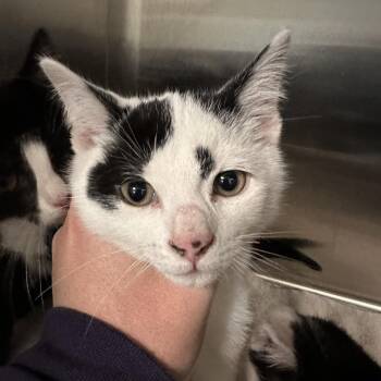 Domestic Short Hair Cats Available for Adoption - Highland | PetCurious