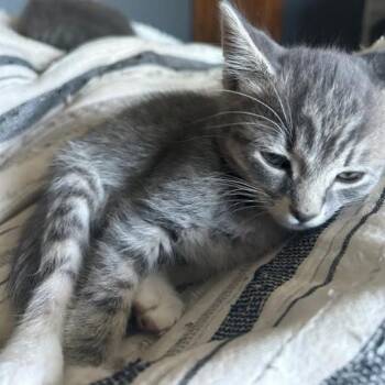 Bandel -  Domestic Short Hair Cat for Adoption in Incline Village, Nevada - Bandel | PetCurious