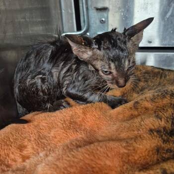 Bramble -  Domestic Short Hair Cat for Adoption in Columbus, Georgia - Bramble | PetCurious