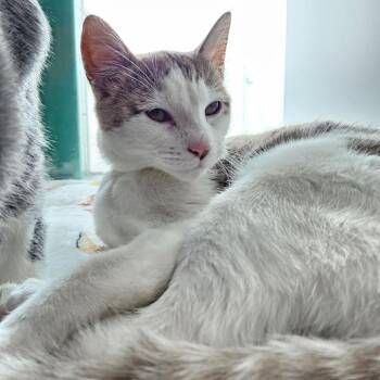 Opal -  Domestic Short Hair Cat for Adoption in Lakewood, Colorado - Opal | PetCurious
