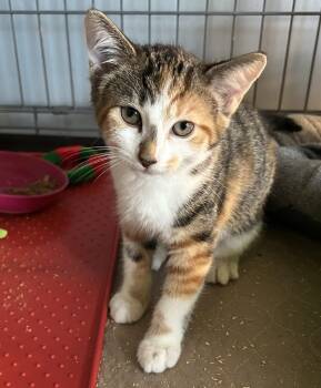 Amber Read -  Domestic Short Hair Cat for Adoption in Trenton, New Jersey - Amber Read | PetCurious