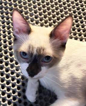 Momo ( Lisa ) -  Siamese Cat for Adoption in Vallejo, California - Momo ( Lisa ) | PetCurious