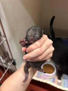 Jasper -  Domestic Short Hair Cat Available for Adoption in Douglasville, Georgia - Jasper | PetCurious
