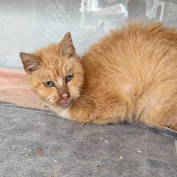 Domestic Short Hair Cats Available for Adoption - Jabari | PetCurious