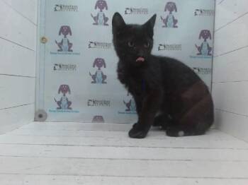 A605875 -  Domestic Short Hair Cat for Adoption in Orlando, Florida - A605875 | PetCurious