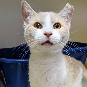 Rescue Domestic Short Hair Cats for Adoption in West Jefferson, Ohio - Myles | PetCurious