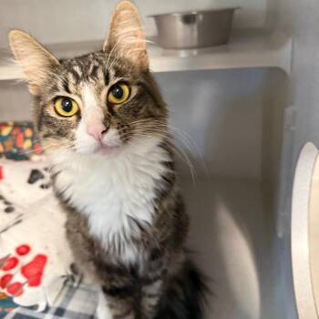 Theresa -  Domestic Medium Hair Cat for Adoption in Washougal, Washington - Theresa | PetCurious
