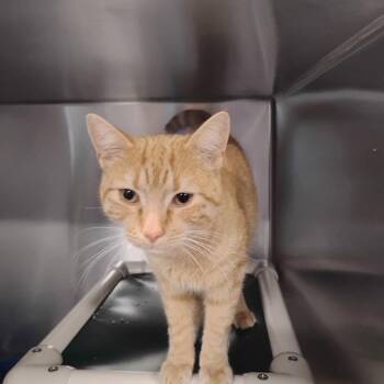 Domestic Short Hair Cats Available for Adoption - Meow Meow | PetCurious