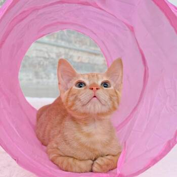 Filé -  Domestic Short Hair Cat for Adoption in New Orleans, Louisiana - Filé | PetCurious