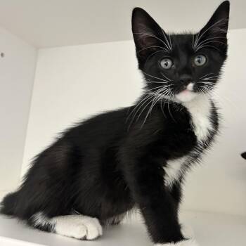 2B1 Kitten (A1921658) -  Domestic Short Hair Cat for Adoption in Ojai, California - 2B1 Kitten (A1921658) | PetCurious