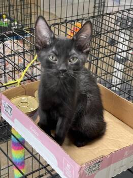 Wellsy -  Domestic Short Hair Cat for Adoption in Oviedo, Florida - Wellsy | PetCurious