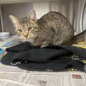 Minnie -  Domestic Short Hair Cat for Adoption in Pittsburgh, Pennsylvania - Minnie | PetCurious