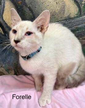 Forelle kitten -  Siamese Cat for Adoption in Jackson, Georgia - Forelle Kitten | PetCurious