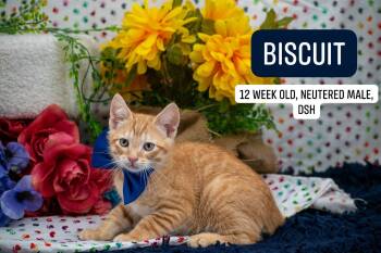 Biscuit -  Domestic Short Hair Cat for Adoption in Sevierville, Tennessee - Biscuit | PetCurious