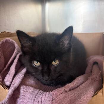 Spots -  Domestic Short Hair Cat for Adoption in Chicago, Illinois - Spots | PetCurious