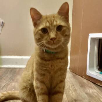 Domestic Short Hair Cats Available for Adoption in Philadelphia, Pennsylvania - Mikey | PetCurious
