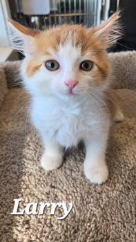 Larry -  Domestic Medium Hair Cat for Adoption in Sidney, Ohio - Larry | PetCurious