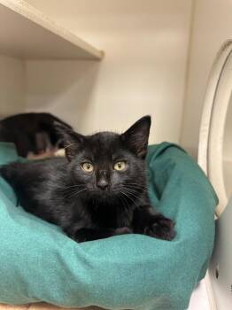 Domestic Short Hair Cats Available for Adoption in Johnson City, Tennessee - Olive (W. Walnut) | PetCurious