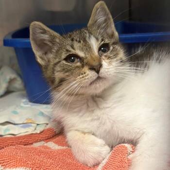Breeze -  Domestic Short Hair Cat for Adoption in East Hanover, New Jersey - Breeze | PetCurious