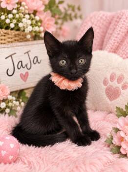 JaJa -  Domestic Short Hair Cat for Adoption in Tavares, Florida - JaJa | PetCurious