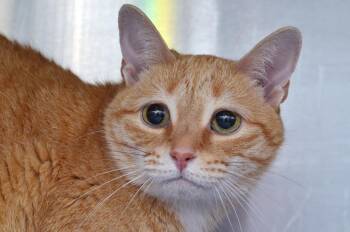 Bella -  Domestic Short Hair Cat for Adoption in Sanford, Florida - Bella | PetCurious